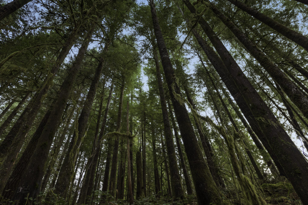 #9 - How to Nourish Your Soul & Be Happy in the Lord by Pearl Allard- The Art of Living (Look Up Sometimes) Photo Credit: Johanna Froese Photography