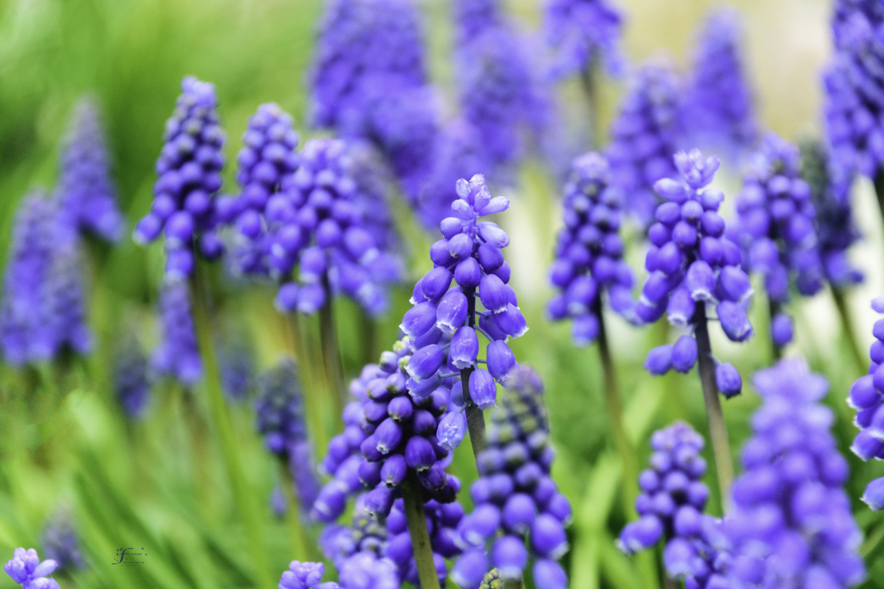 A Surprising Inspiration for Perfectionists from a Grape Hyacinth by Pearl Allard (Look Up Sometimes)