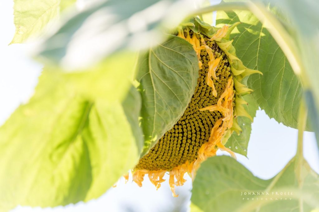 #11 - How to Nourish Your Soul & Be Happy in the Lord by Pearl Allard- The Art of Living (Look Up Sometimes) Photo Credit: Johanna Froese PhotographyCross